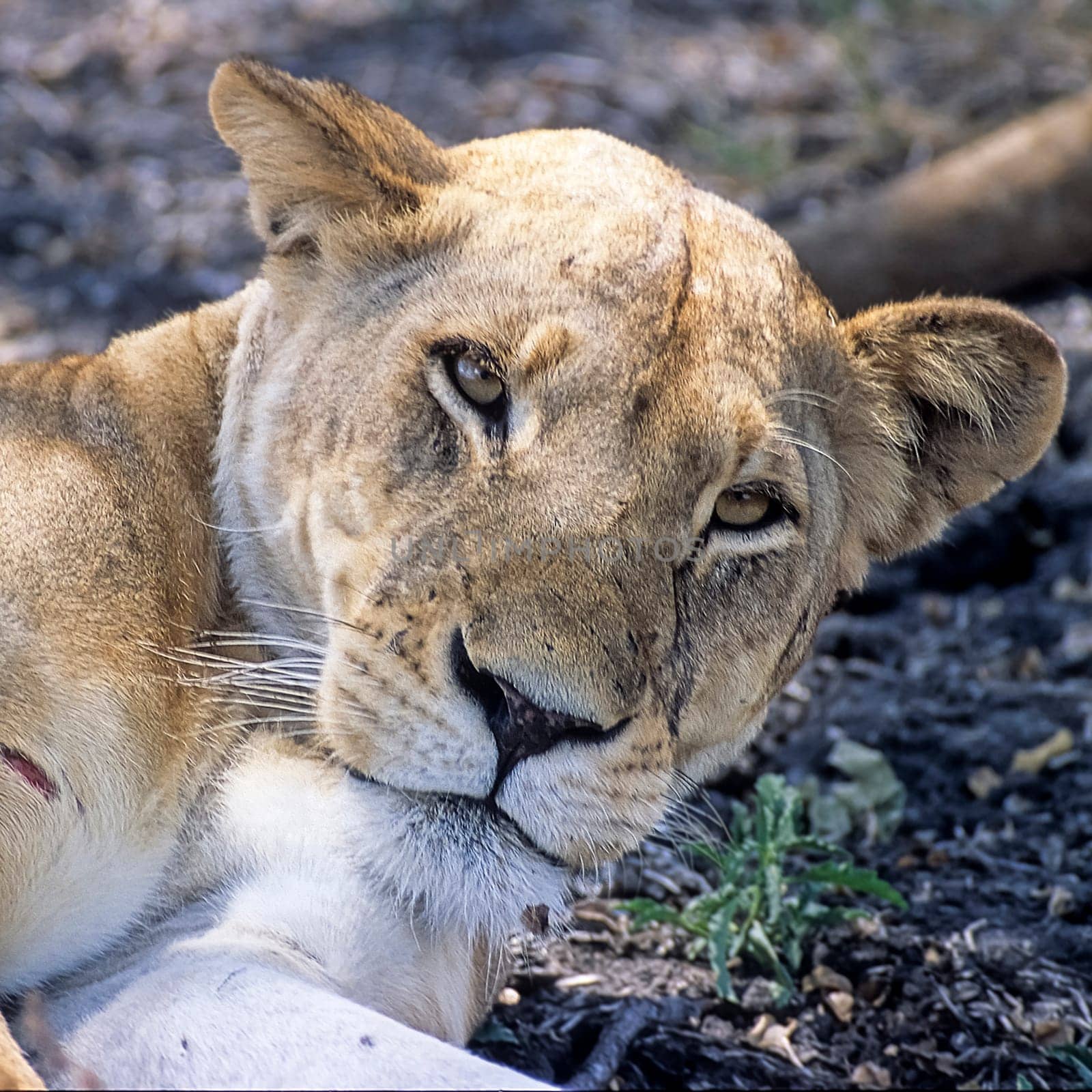Lion by Giamplume