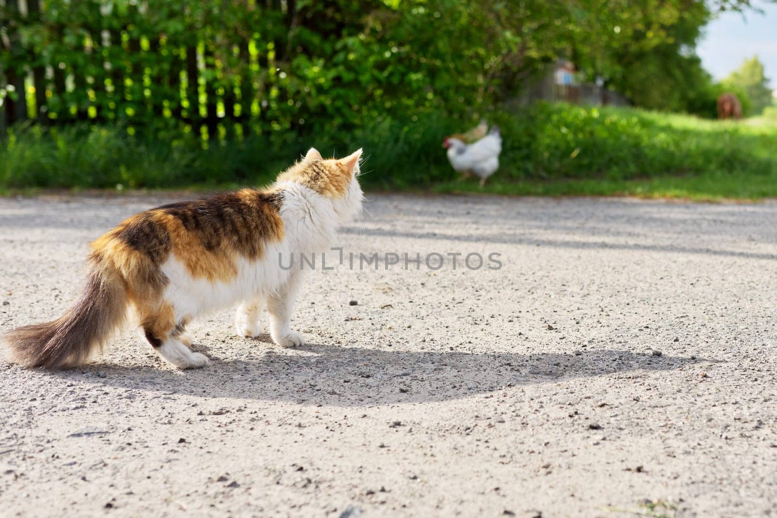 Country tricolor cat watches chicken, predator hunter instincts.