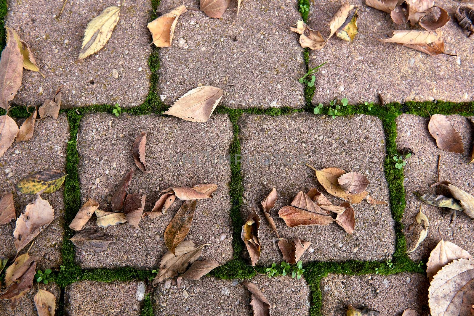 Set of tree leaves fallen in autumn on the street. Symmetry, brown, squares, moss, clutter, zenithal view, empty space, birth