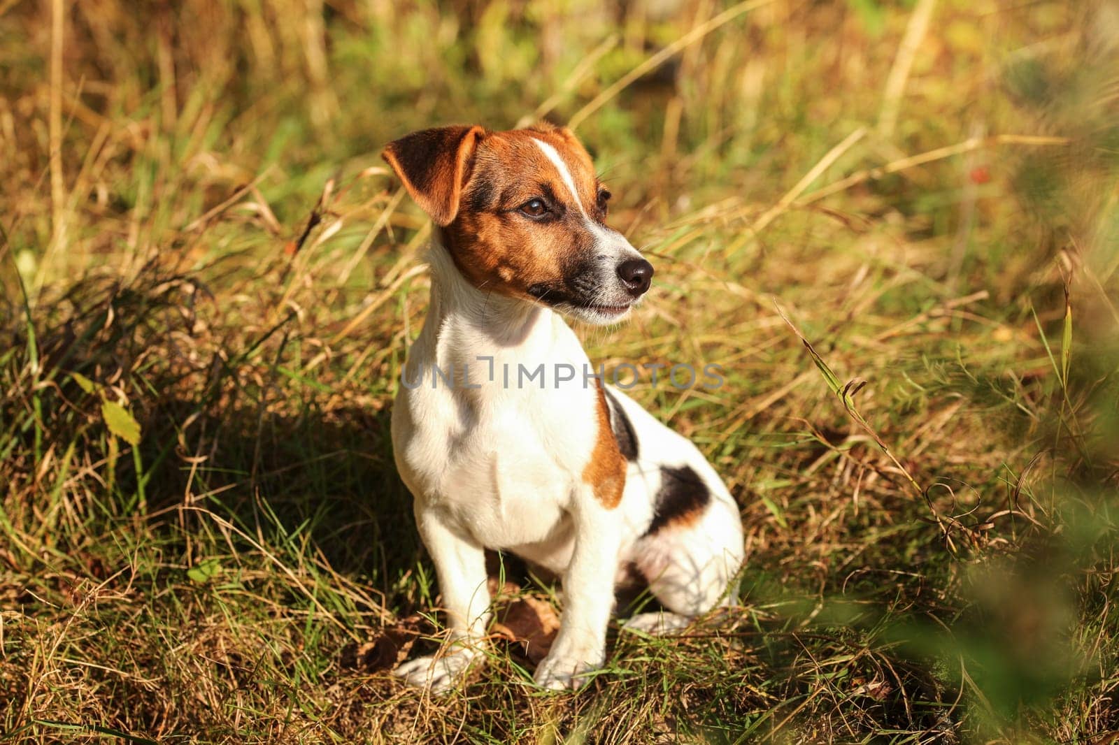 Jack Russell terrier sitting in low autumn grass, looking to side, afternoon sun shining on her.