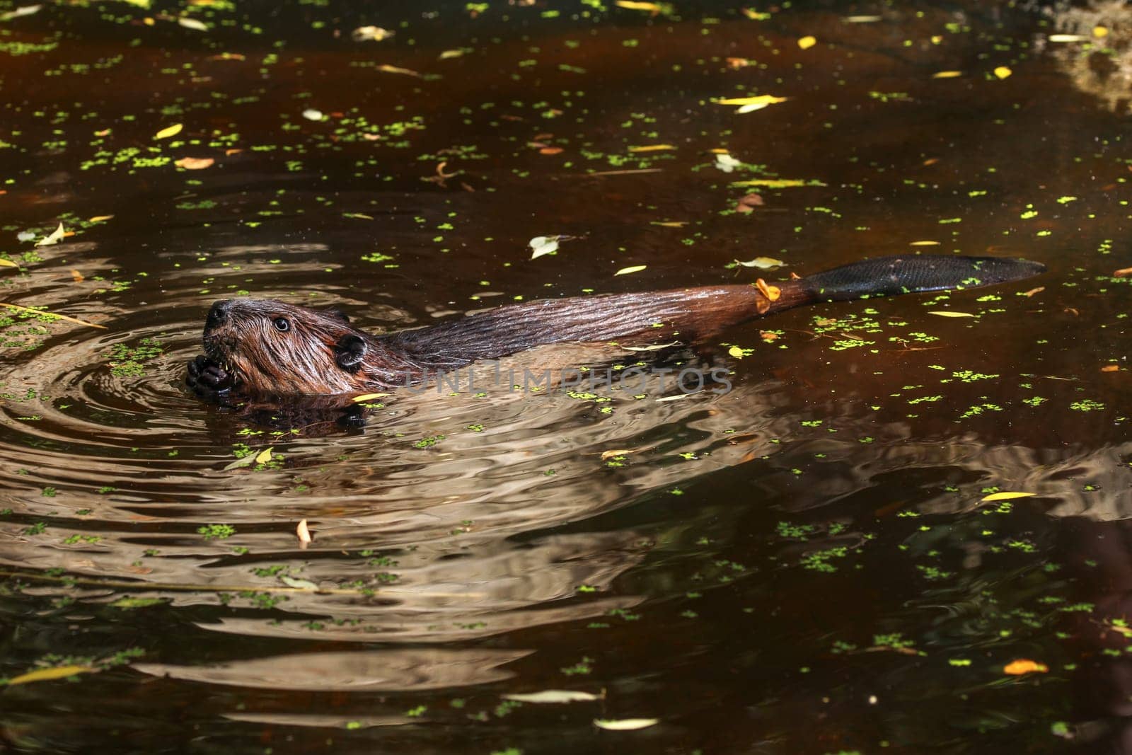 Eurasian beaver (Castor fiber) swimming  in pond, small green and yellow leaves on dark water surface, only his head, back and tail visible.