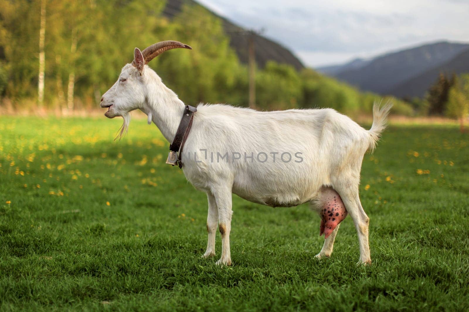 Side view - female domesticated goat on meadow with dandelions, hills in background, her mouth open.