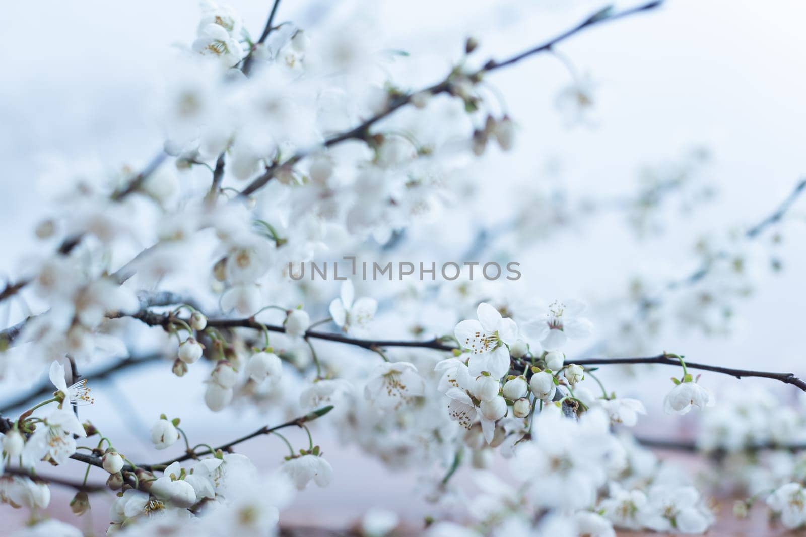 Flowers of the cherry blossoms on a spring day.