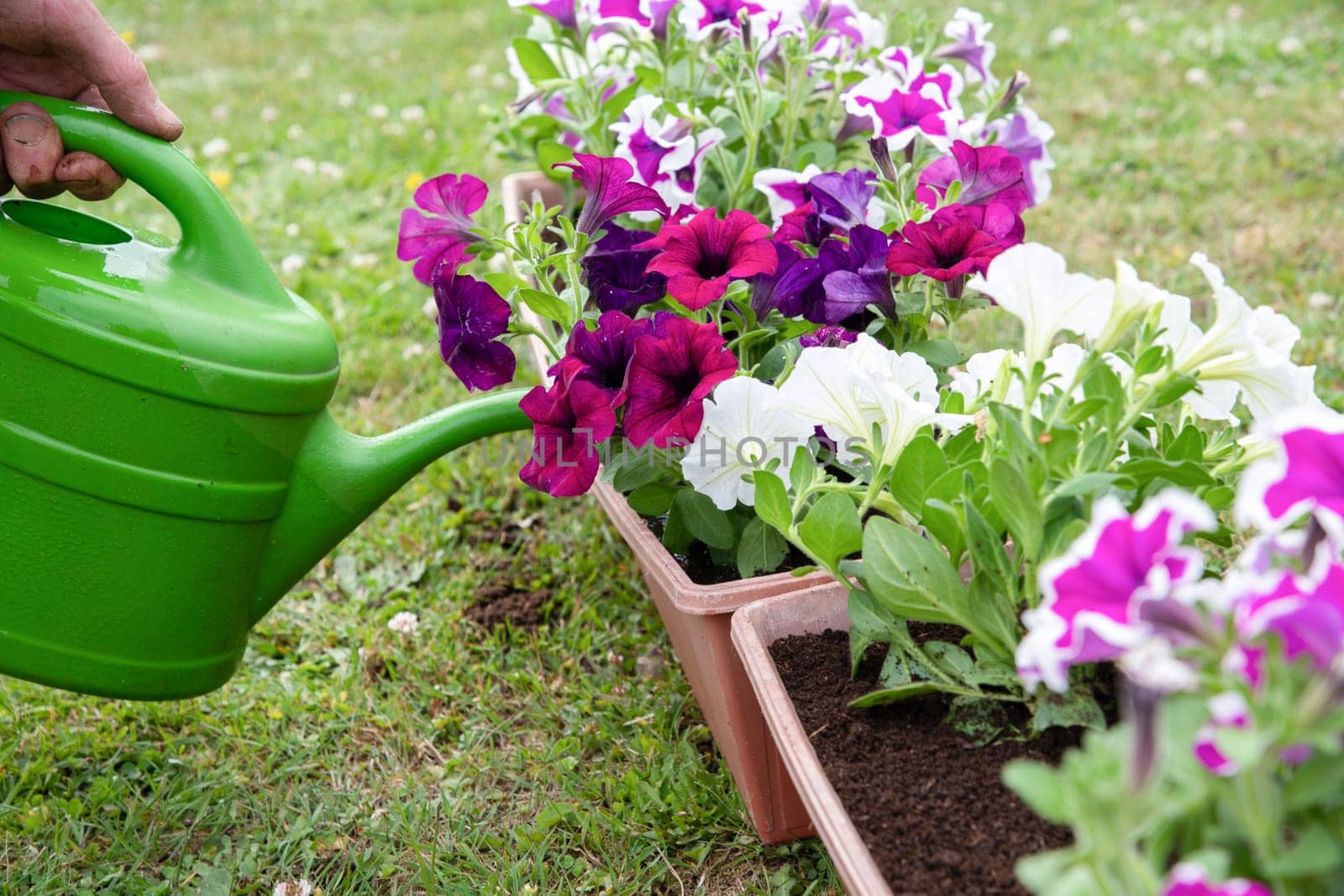 gardener watering transplanted petunias from watering can seasonal garden landscaping work in the garden, High quality photo