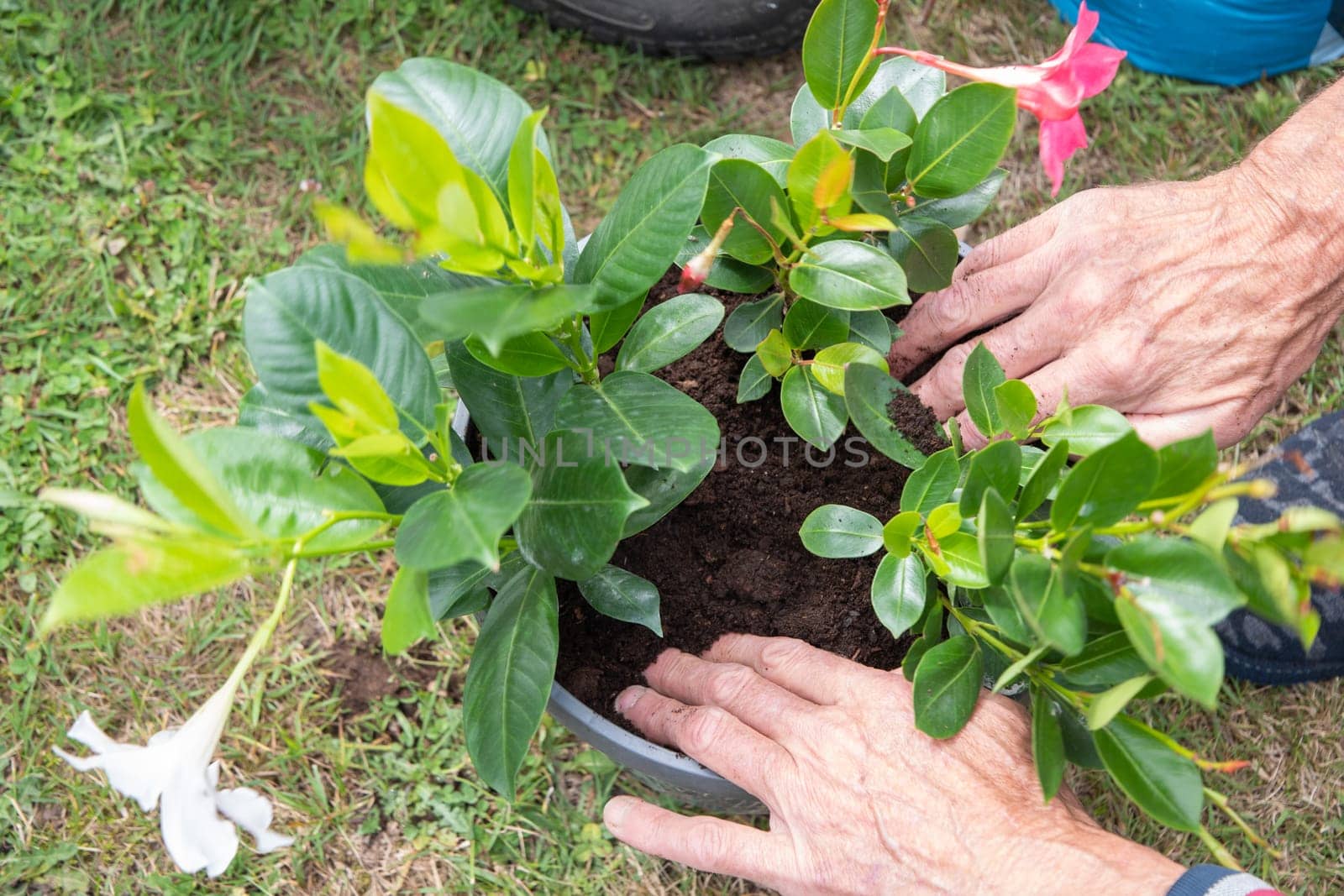 male gardener transplanting mandeville into a large hanging pot, love for plants, flower cozy garden, spring gardening, High quality photo