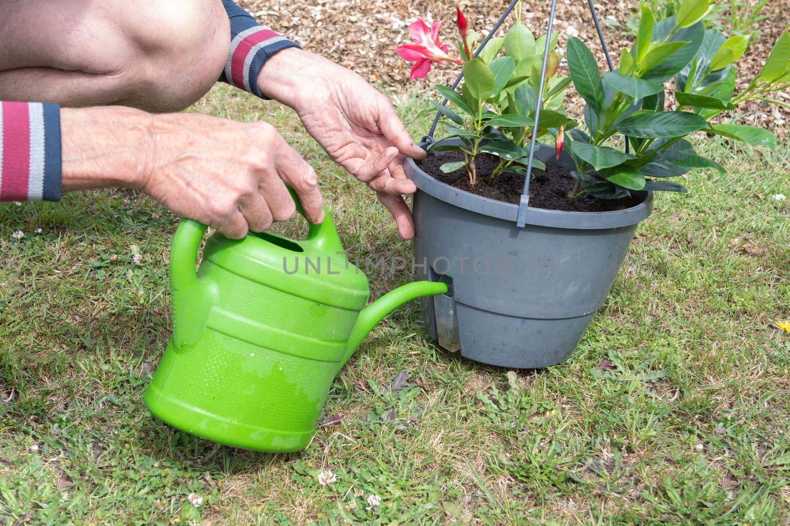 gardener watering transplanted mandevilla from watering can seasonal garden landscaping work in the garden, High quality photo