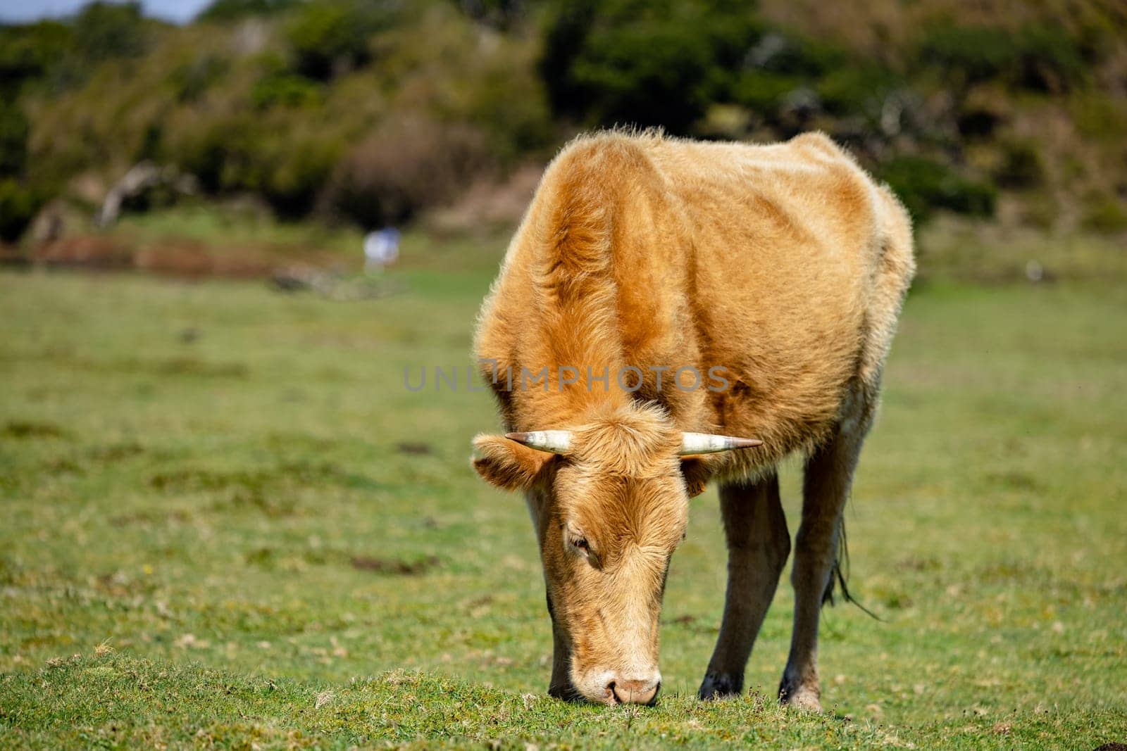 Cow grazing in grass field with blue sky. Single Cow resting in the pasture
