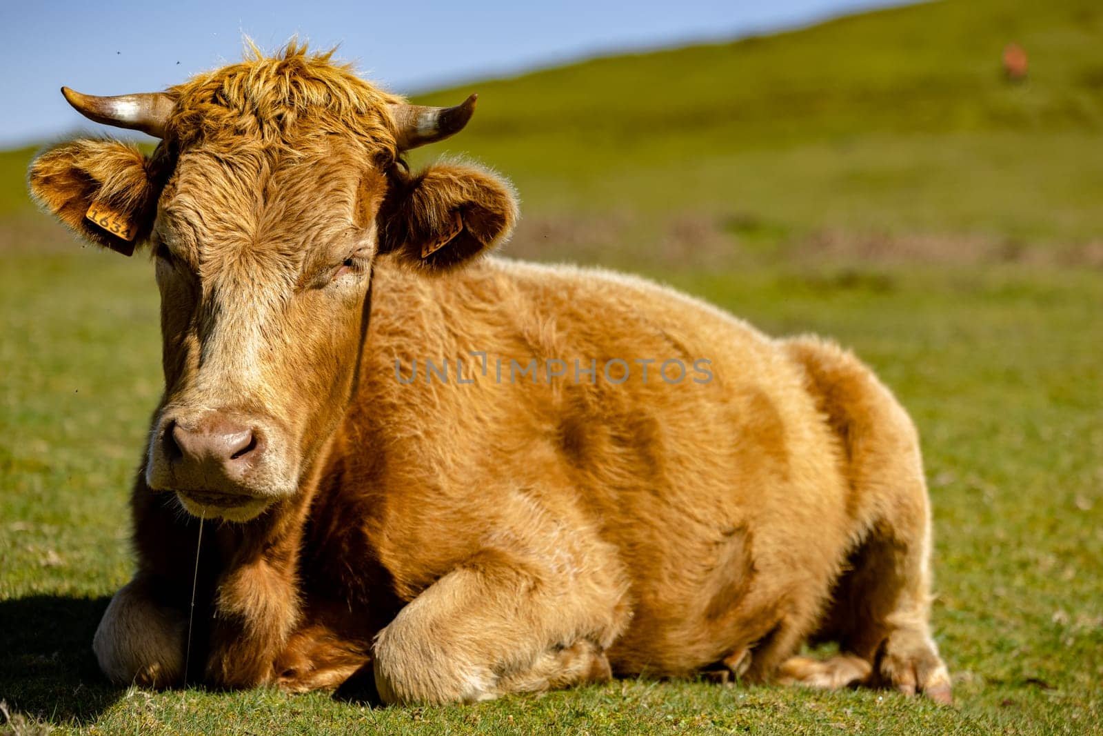 Cow in grass field with blue sky. Single Cow resting in the pasture