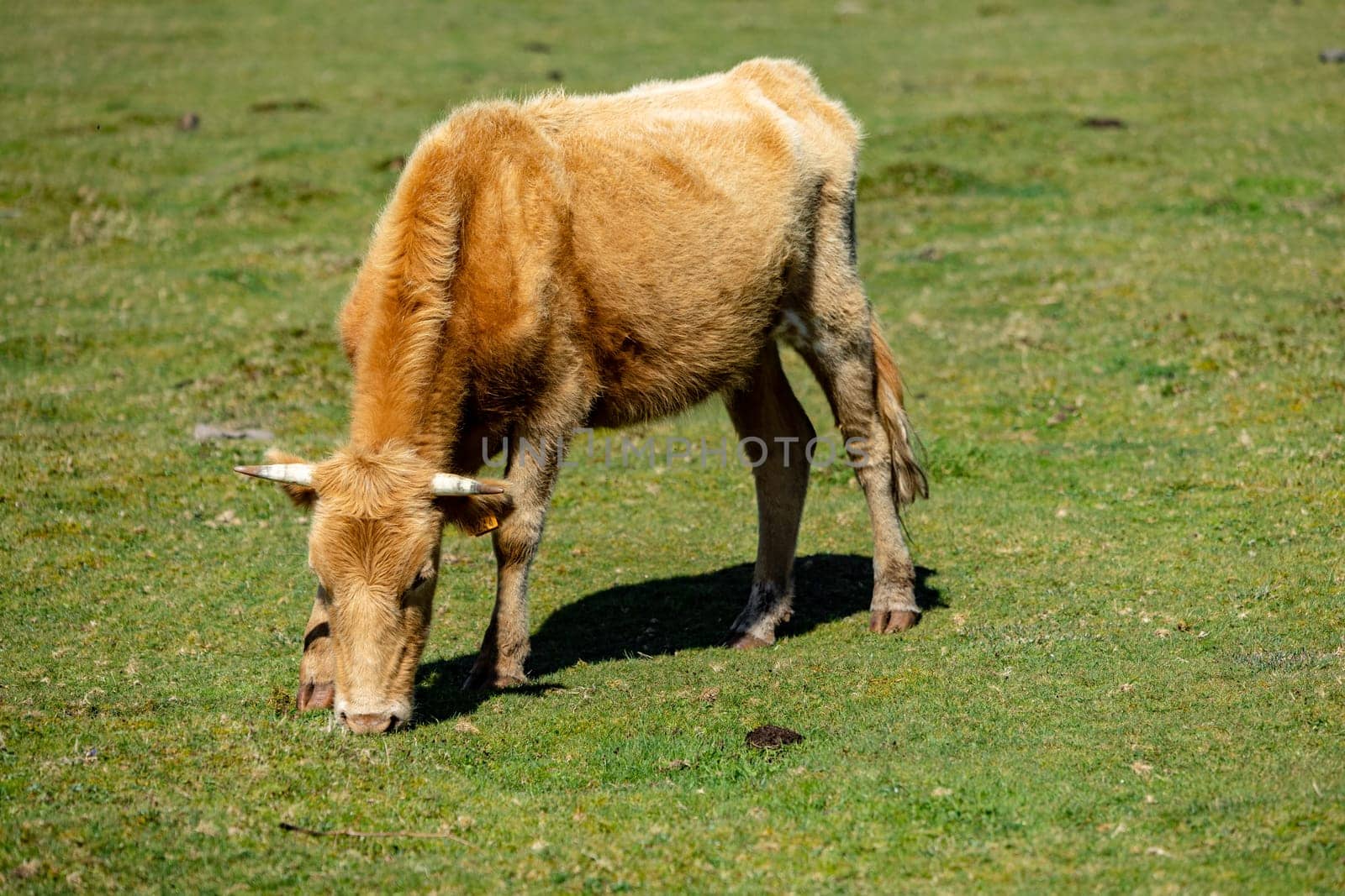 Cow grazing in grass field with blue sky. Single Cow resting in the pasture