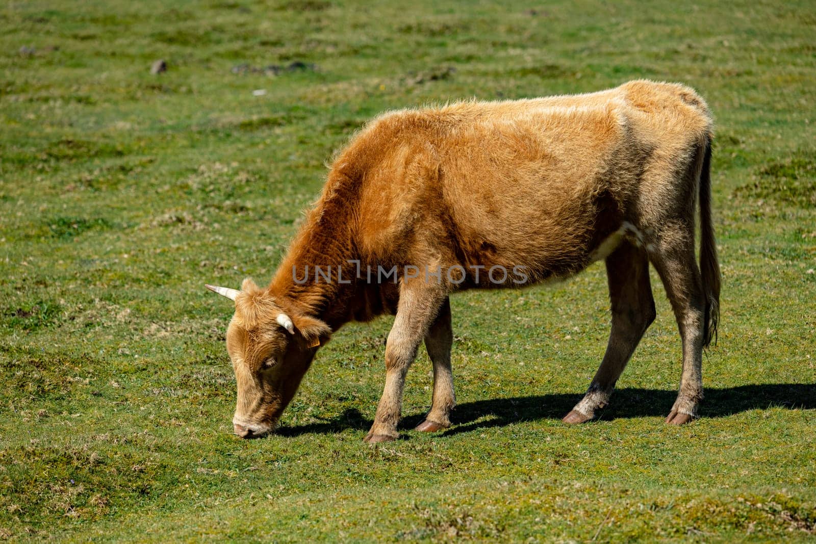 Cow grazing in grass field with blue sky. Single Cow resting in the pasture