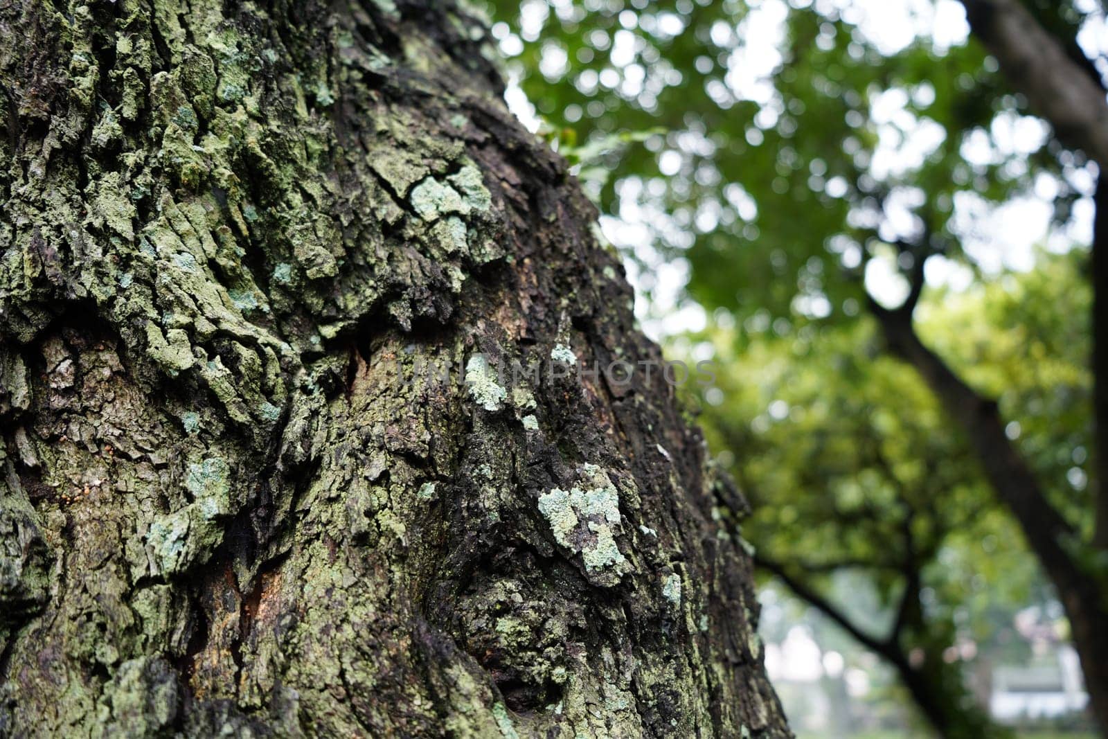 Close-up of pattern of cracks on tree trunks with nature background in park.