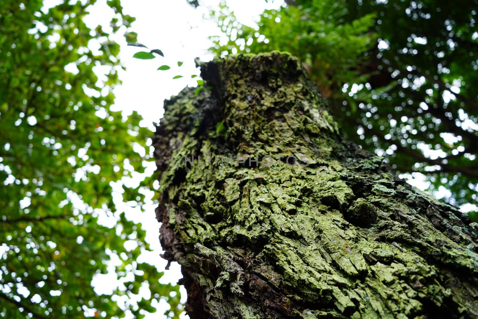 Close-up of pattern of cracks on tree trunks with nature background in park.