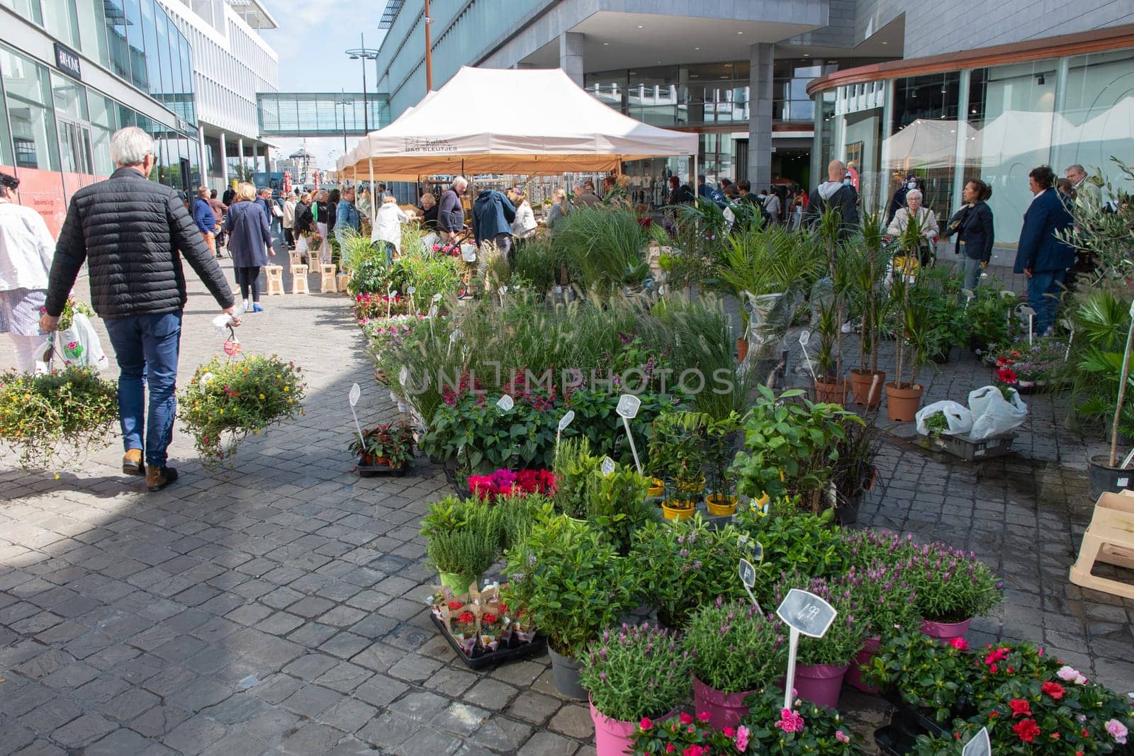 People walk among Variety of flower choices at the market in the central square in Maastricht, Netherlands, August 27, 2021. High quality photo