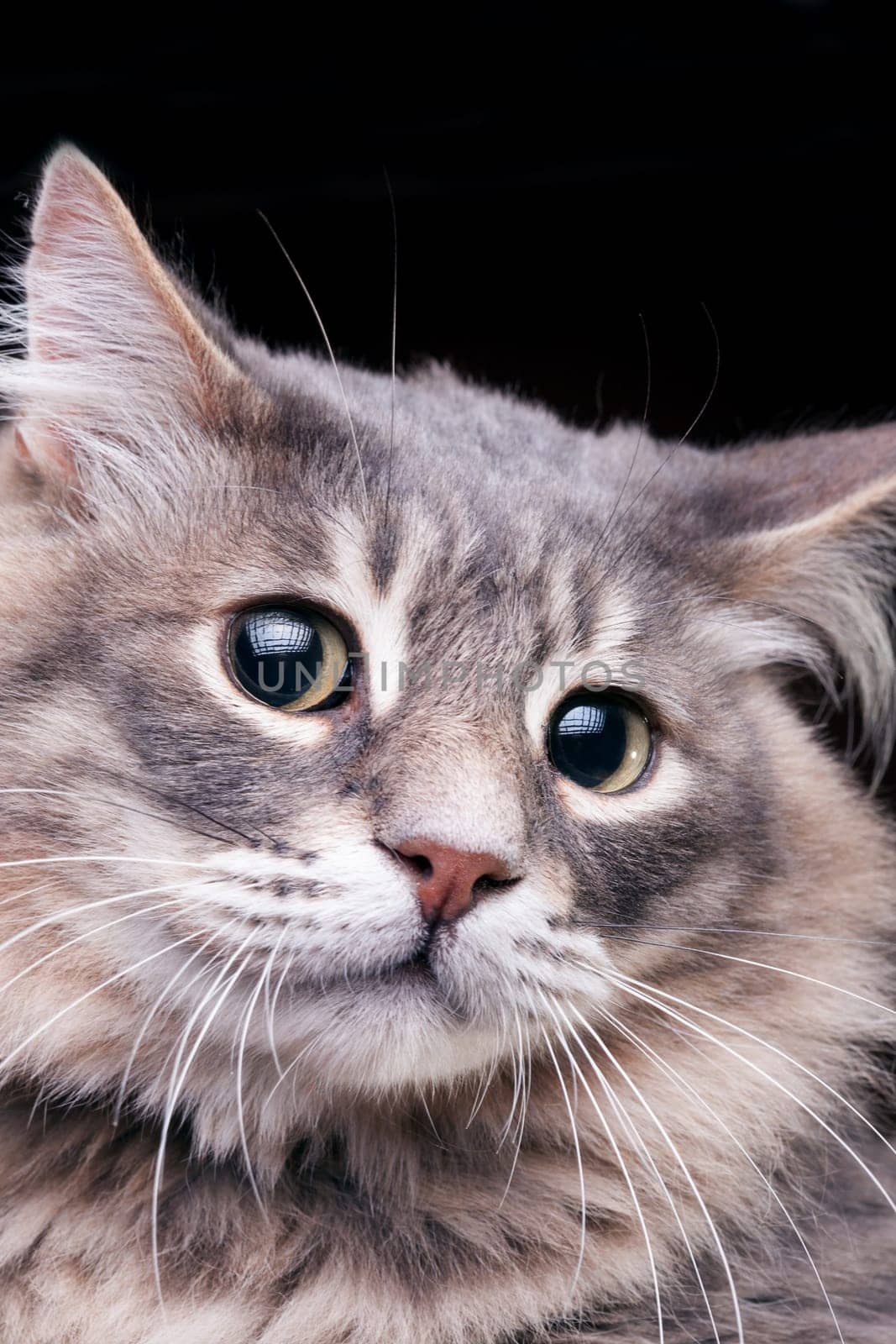 Pretty kitty with very astonished look in studio photo on dark background