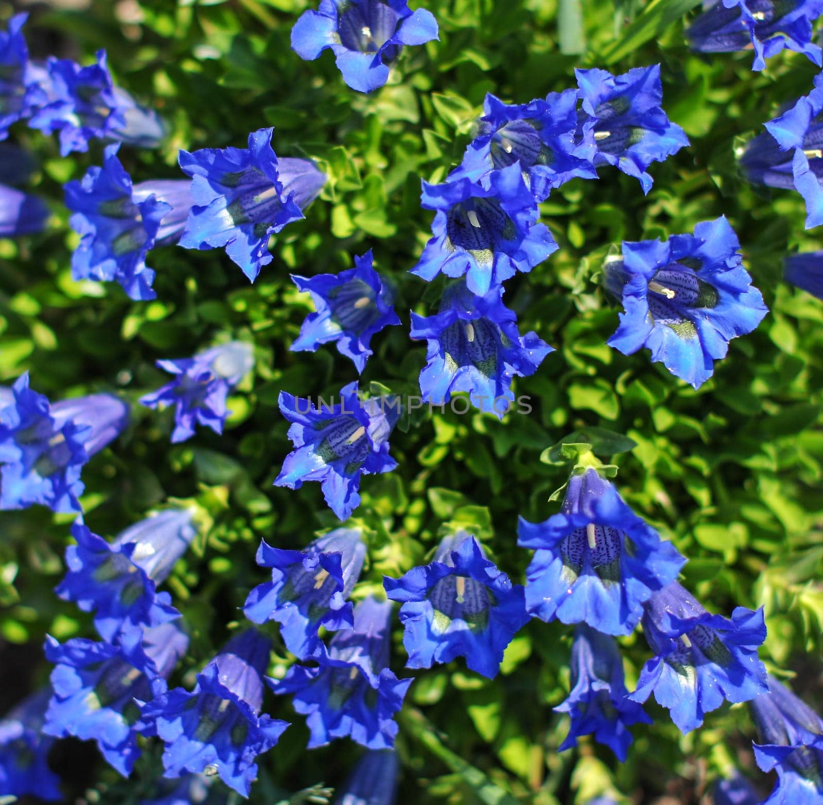 Closeup of blue bellflower (campanula) flowers in garden.