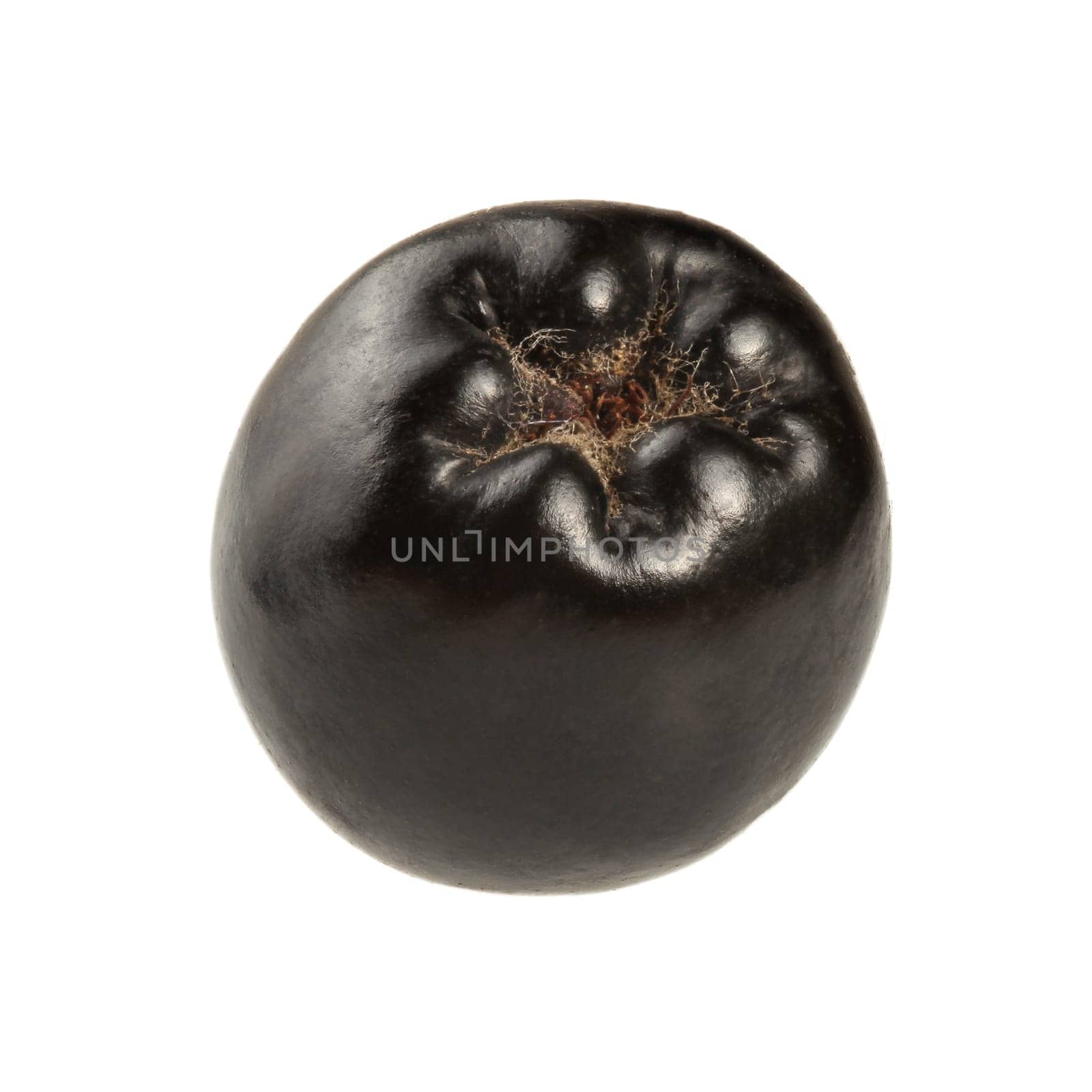 Closeup photo - single aronia (chokeberry) fruit isolated on white background.