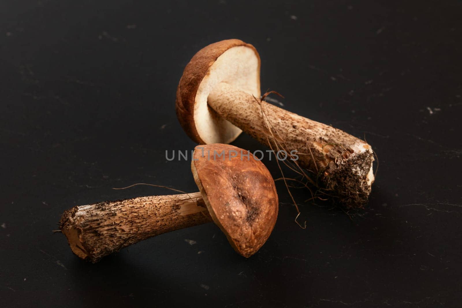 Two freshly picked mushrooms (scaber stalk / Leccinum scabrum) soil and dirt from forest still on them, on dark gray, almost black board.