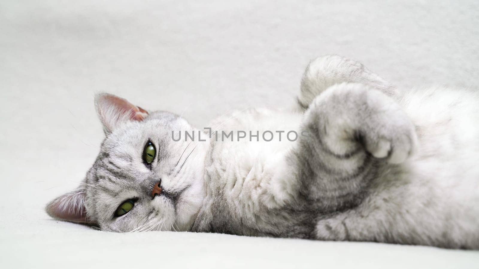 Scottish straight cat lies on his back. Cat upside down. Close up white cat face