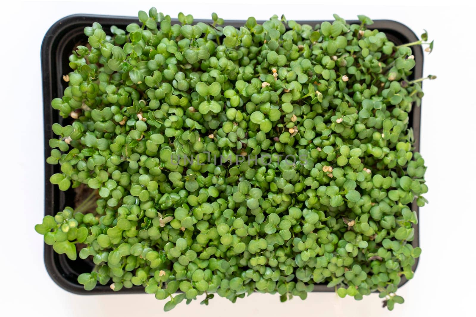 Mustard microgreens. Micro green sprouts for healthy vegan food cooking. Small sprouts of mustard