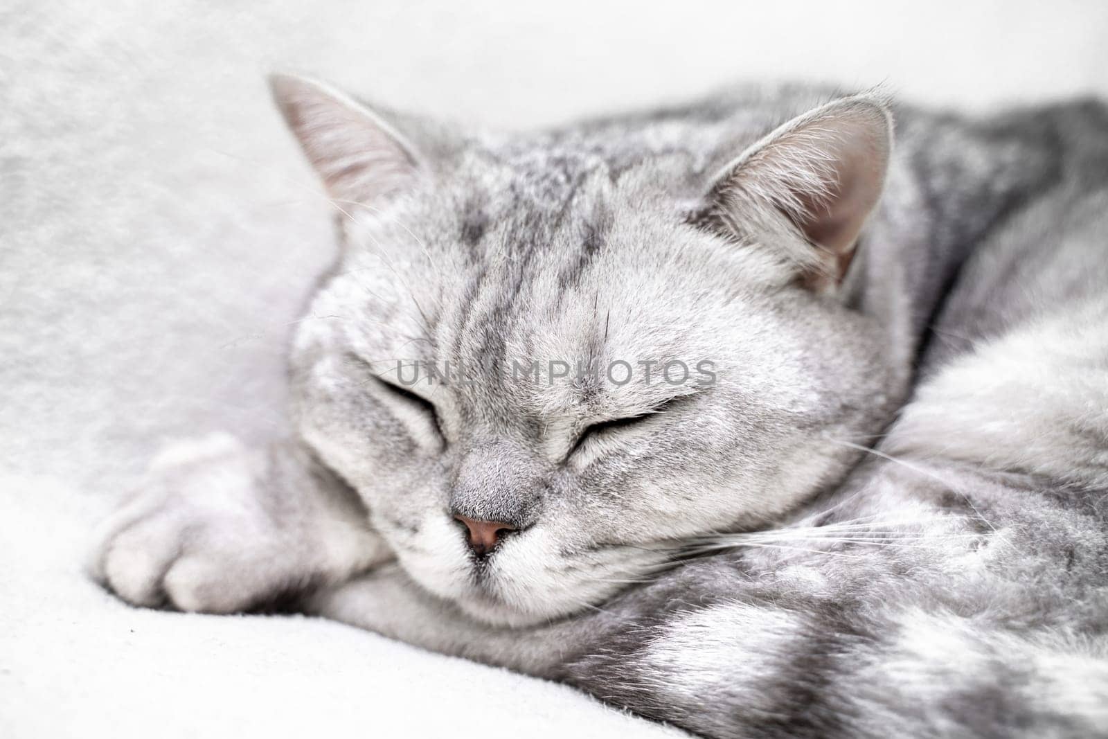 scottish straight cat is sleeping. Close-up of the muzzle of a sleeping cat with closed eyes. Against the backdrop of a light blanket. Favorite pets, cat food. by Matiunina