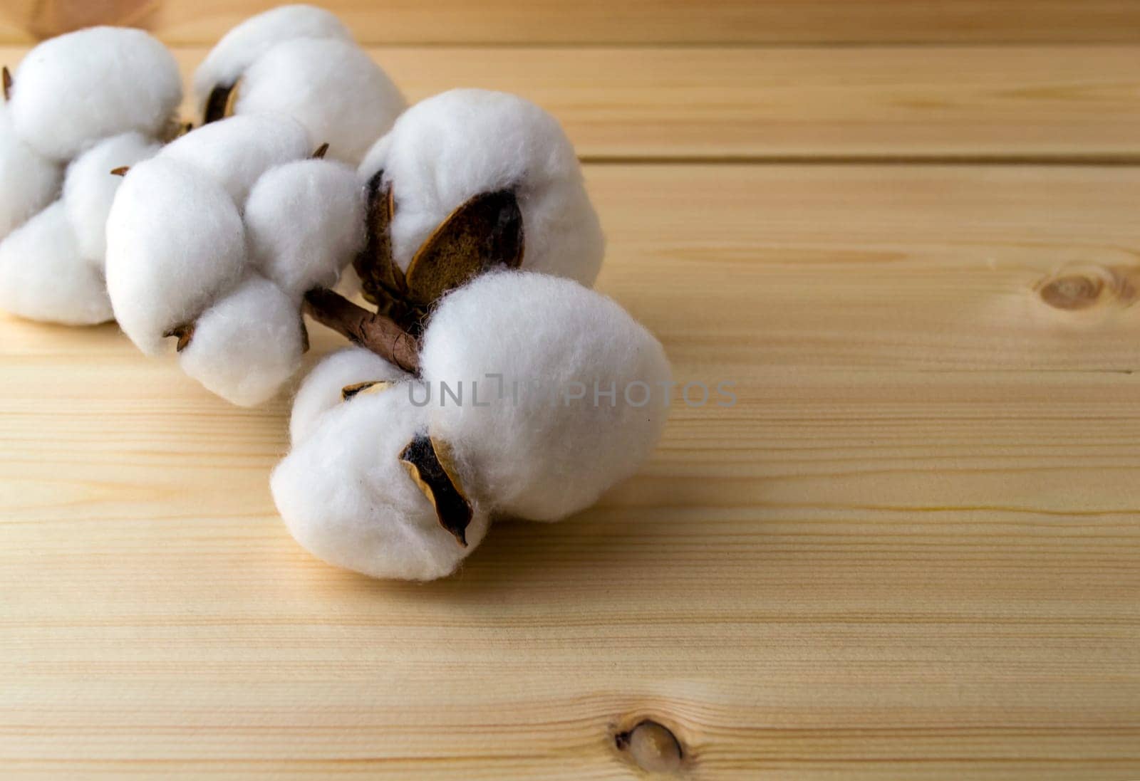 Cotton branch on a wooden table close-up. A branch of cotton on a wooden table.