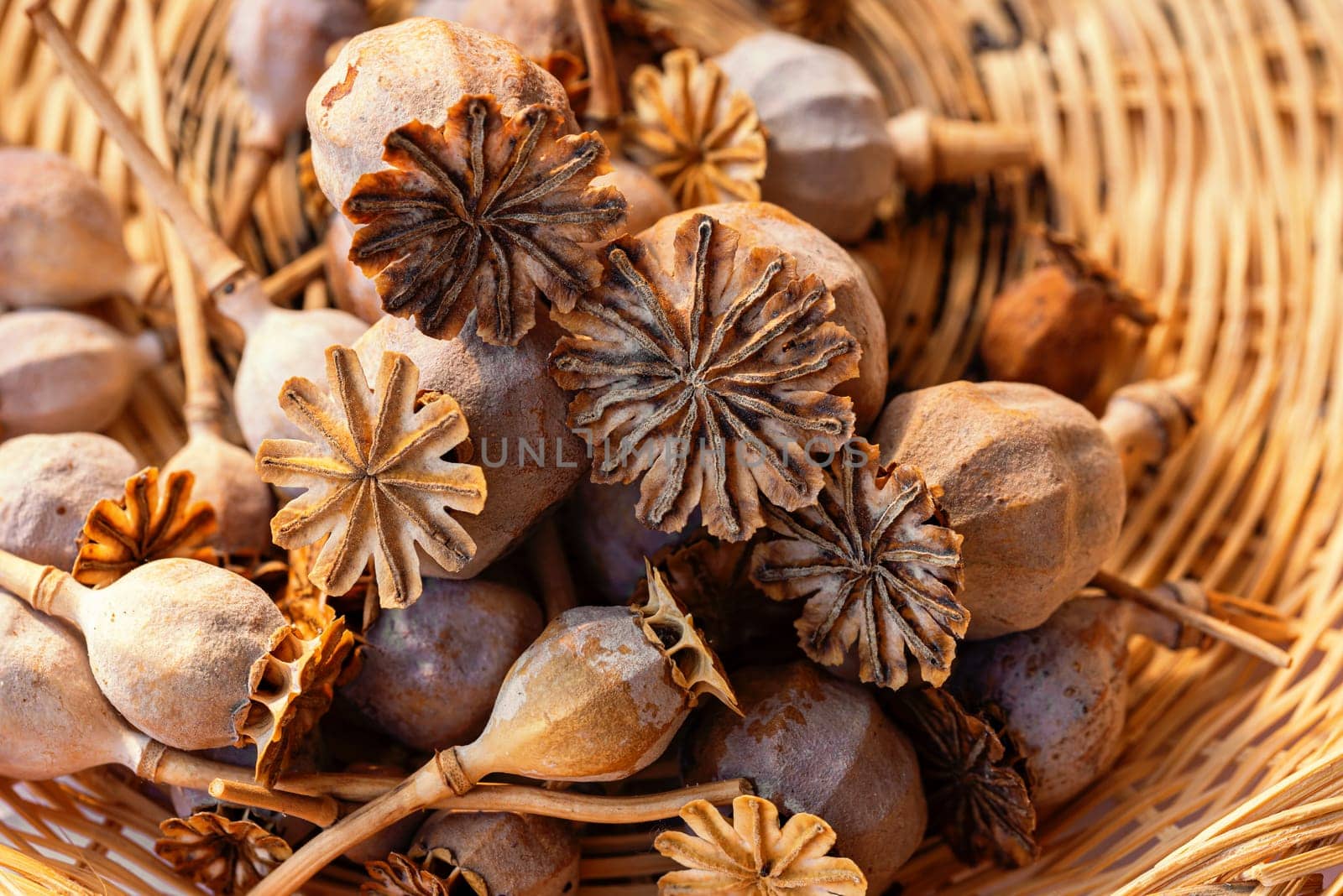 Closeup photography of many poppy heads in a wicker basket