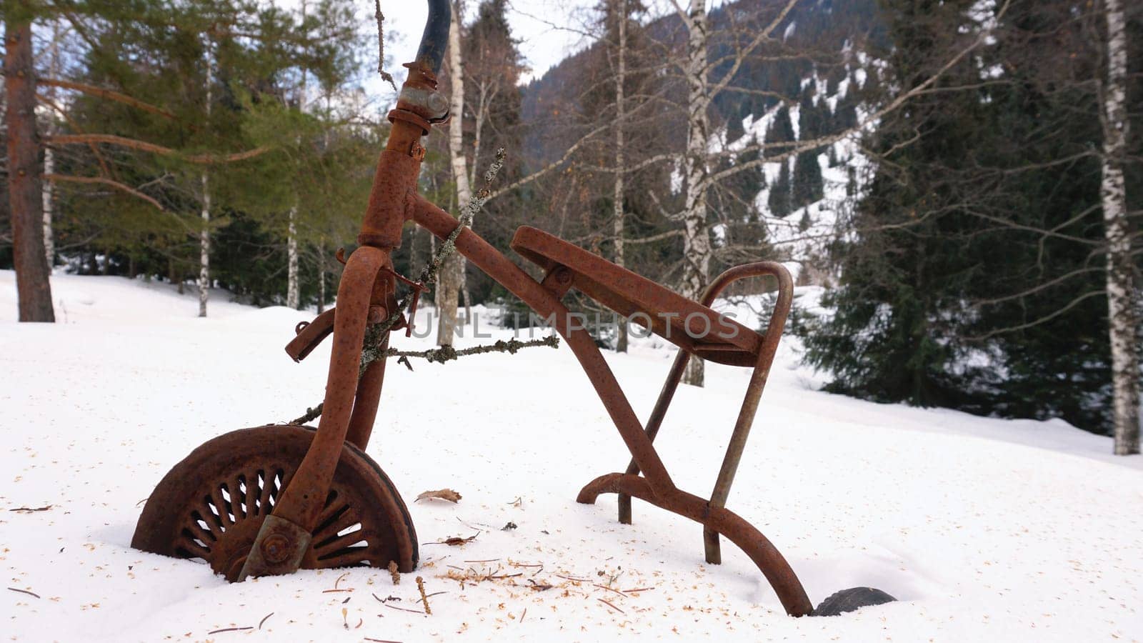 An old rusty tricycle in the winter forest. White snow, coniferous trees. An abandoned place. Branches hang on the steering wheel and wheels. There are husks on the snow from the trees