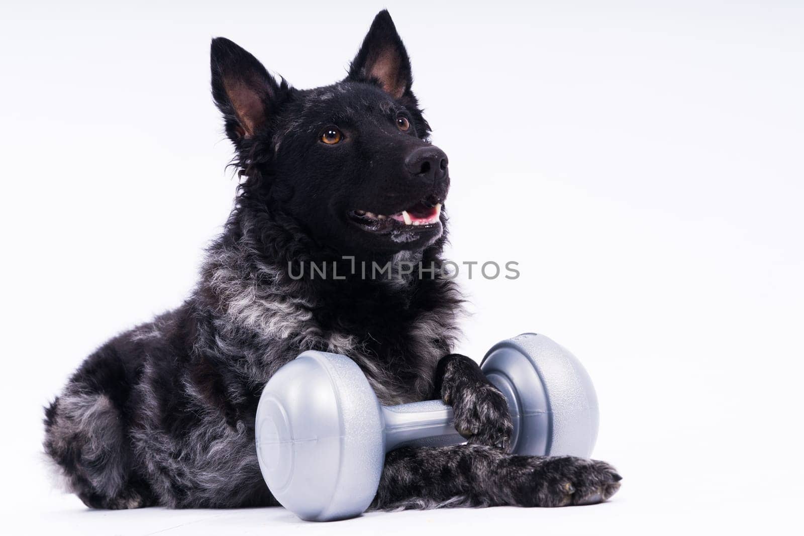 Mudi dog with hand and dumbbell, studio shot, white background by Zelenin