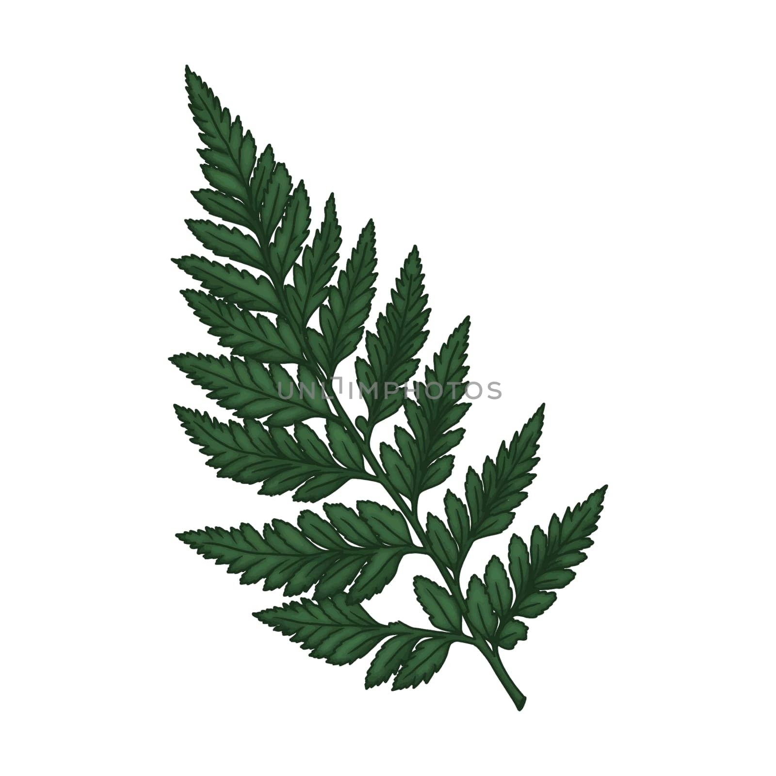 Fern Green Leaves Clipart. Tropical Green Leaves design elements isolated on white background for pattern, decoration, planner sticker, sublimation and more. by Skyecreativestudio
