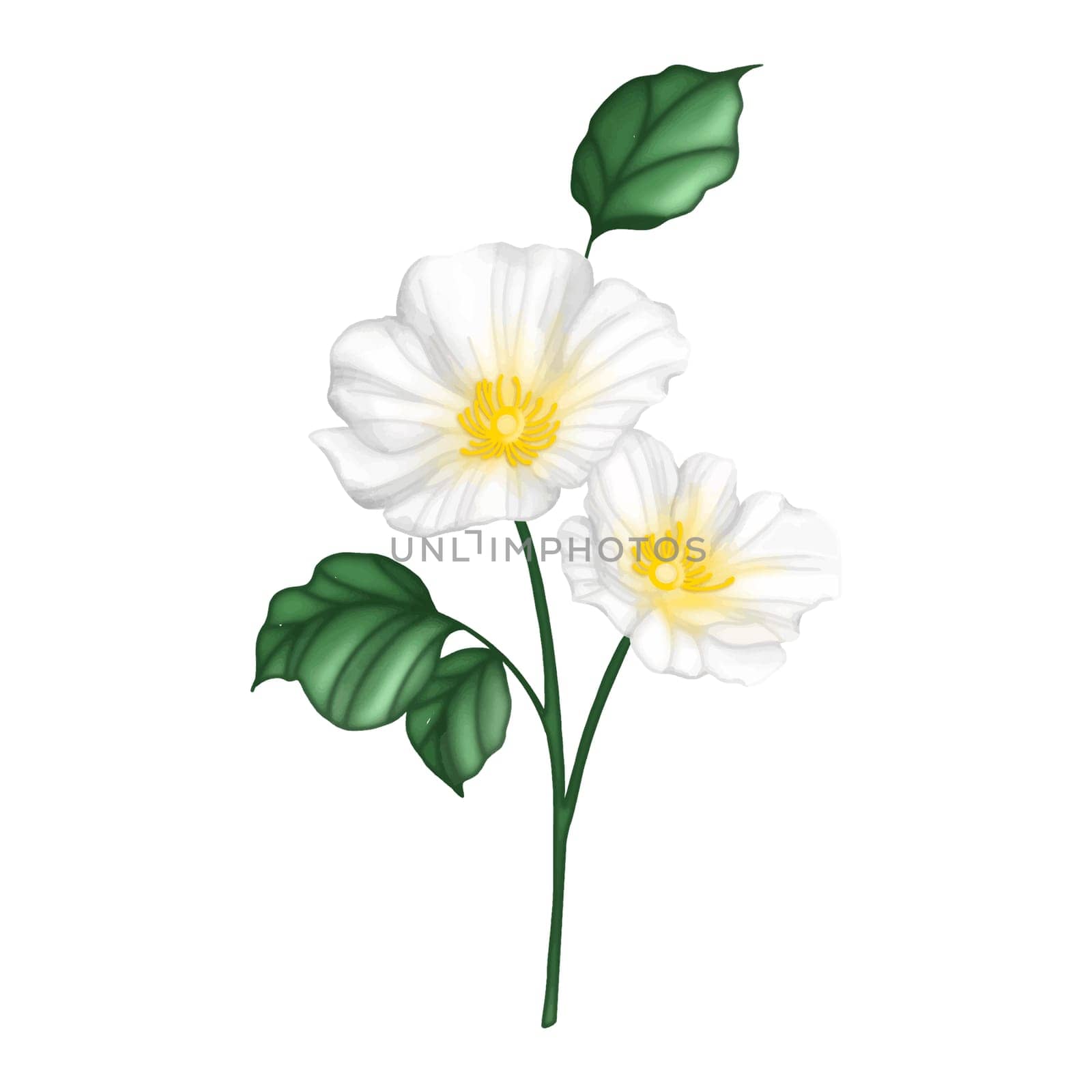 Primrose flower with green leaves winter flower design element isolated on white background for pattern, decoration, planner sticker, sublimation and more.