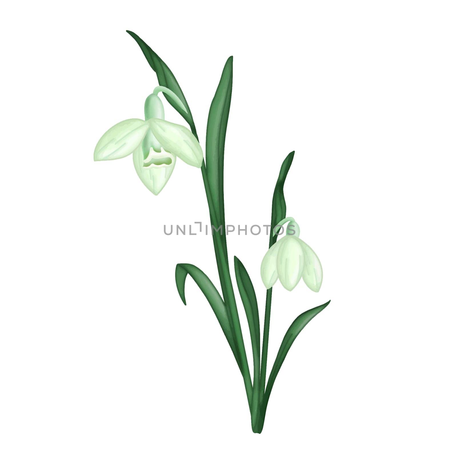 Snowdrop flower with green leaves clipart. Winter flower design element isolated on white background. by Skyecreativestudio