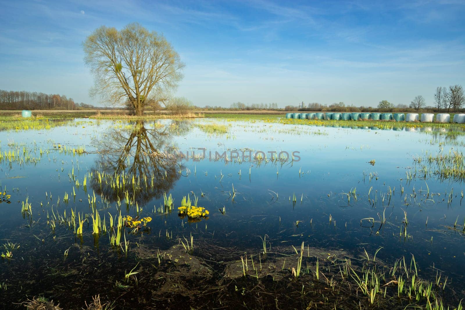 A large tree growing in a flooded meadow, April day