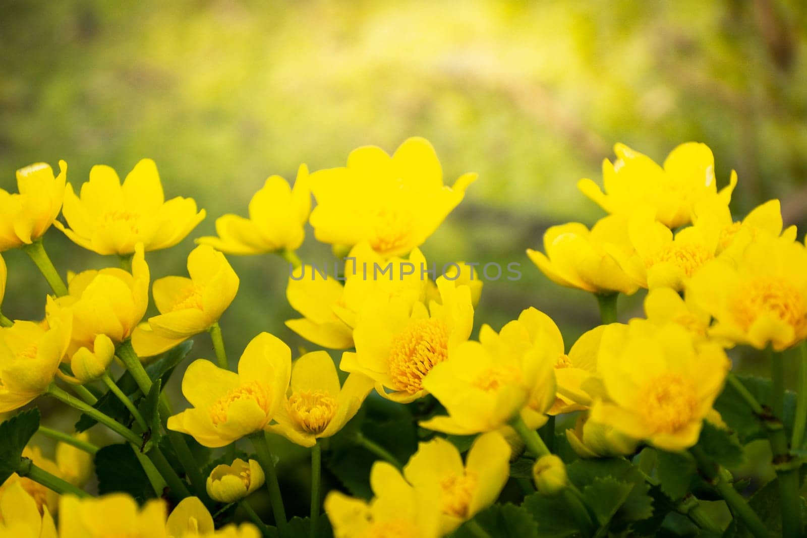 Group of yellow marsh marigold flowers, April spring background