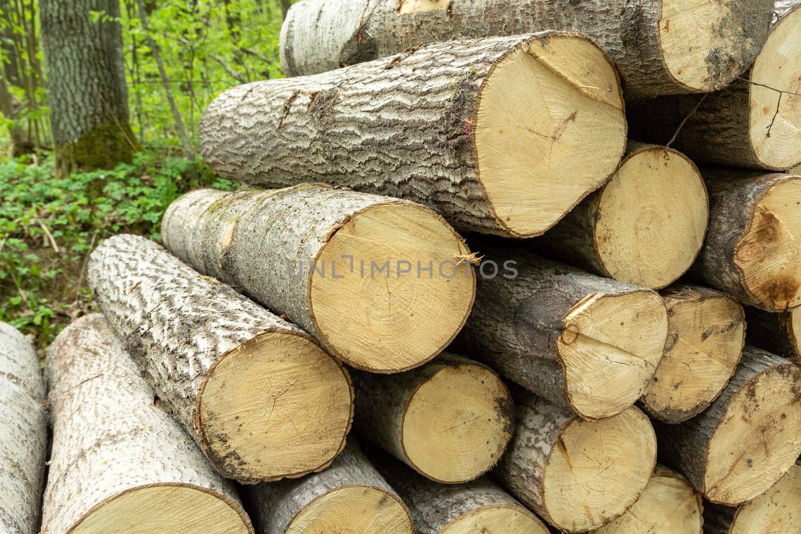 Cut tree trunks on a pile in the forest