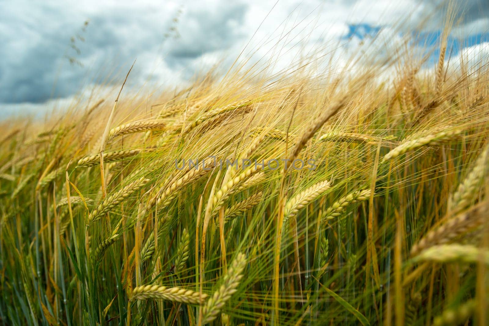 View of a barley field on a cloudy summer day by darekb22