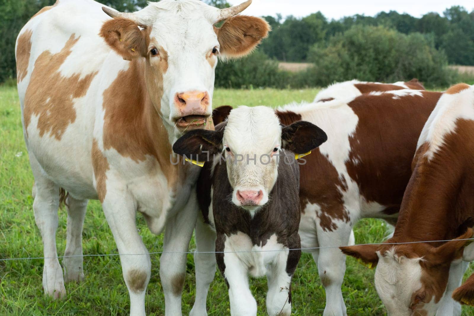 Spotted cow with calves in the pasture, summer day