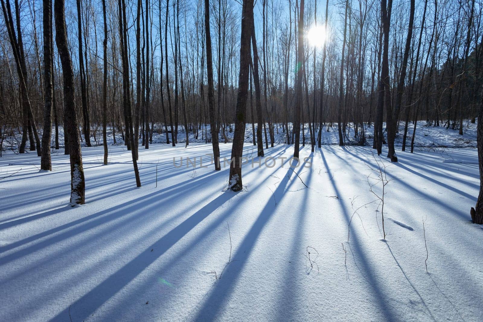 The sun and shadows of trees from the winter forest by darekb22