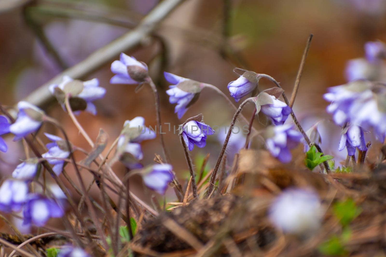 A group of hepatica flowers on a spring April day