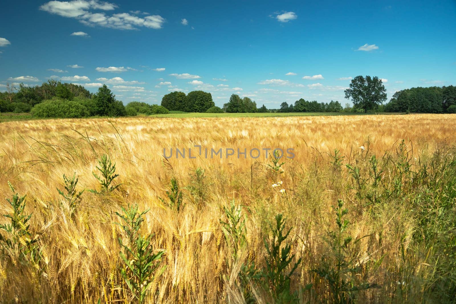 Weeds in golden barley grain, agricultural summer view, Nowiny, Poland