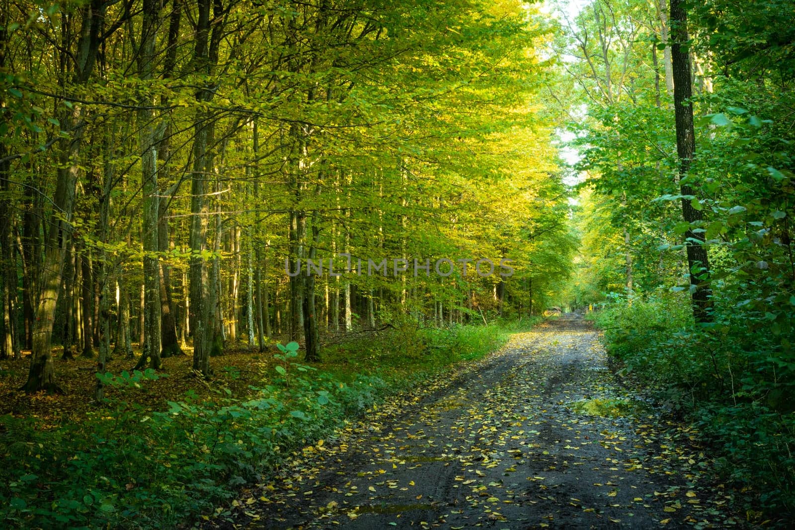 Dirt road through the autumn forest, view on an October day in the eastern Poland