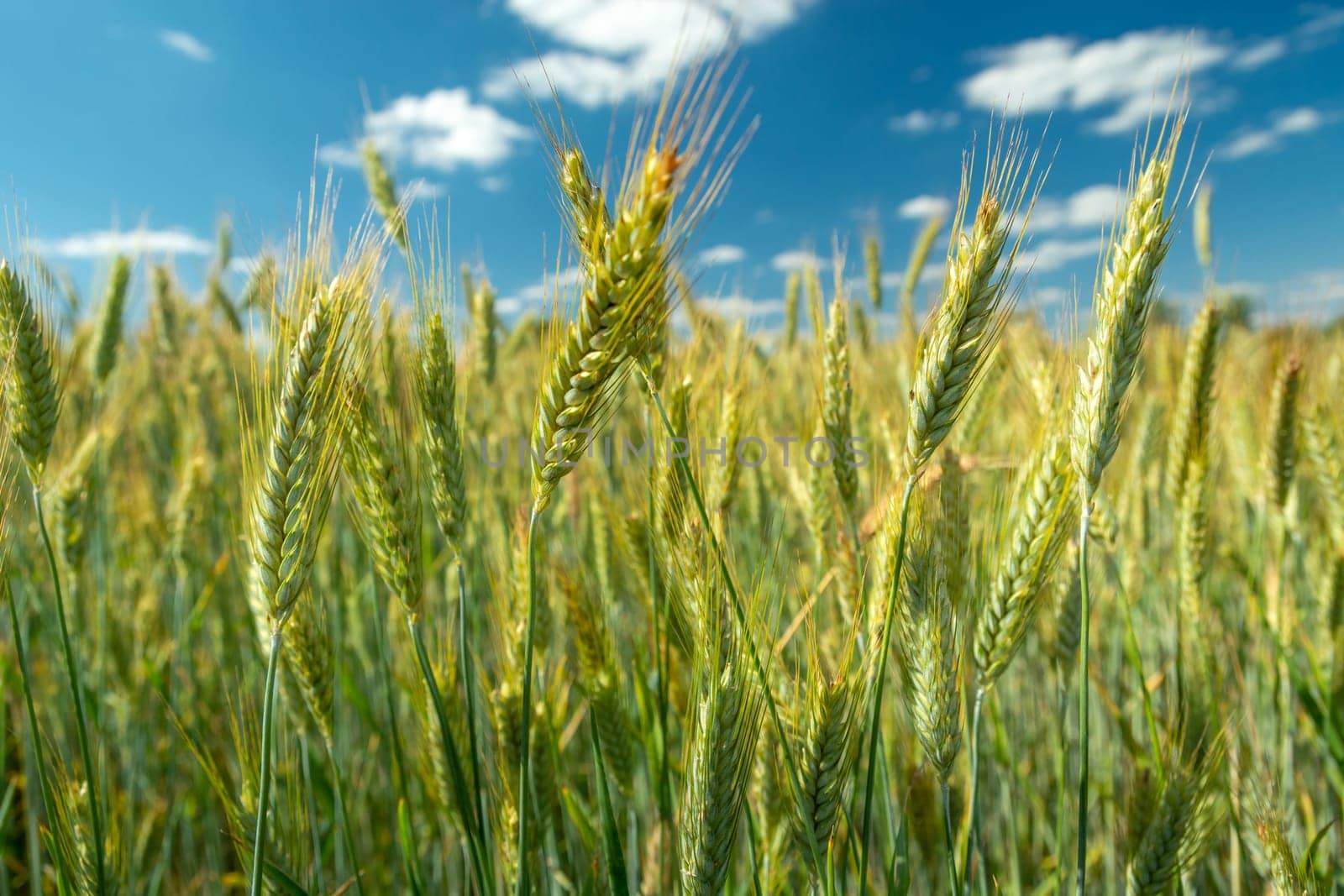 Close-up of green triticale ears and blue sky, summer rural view