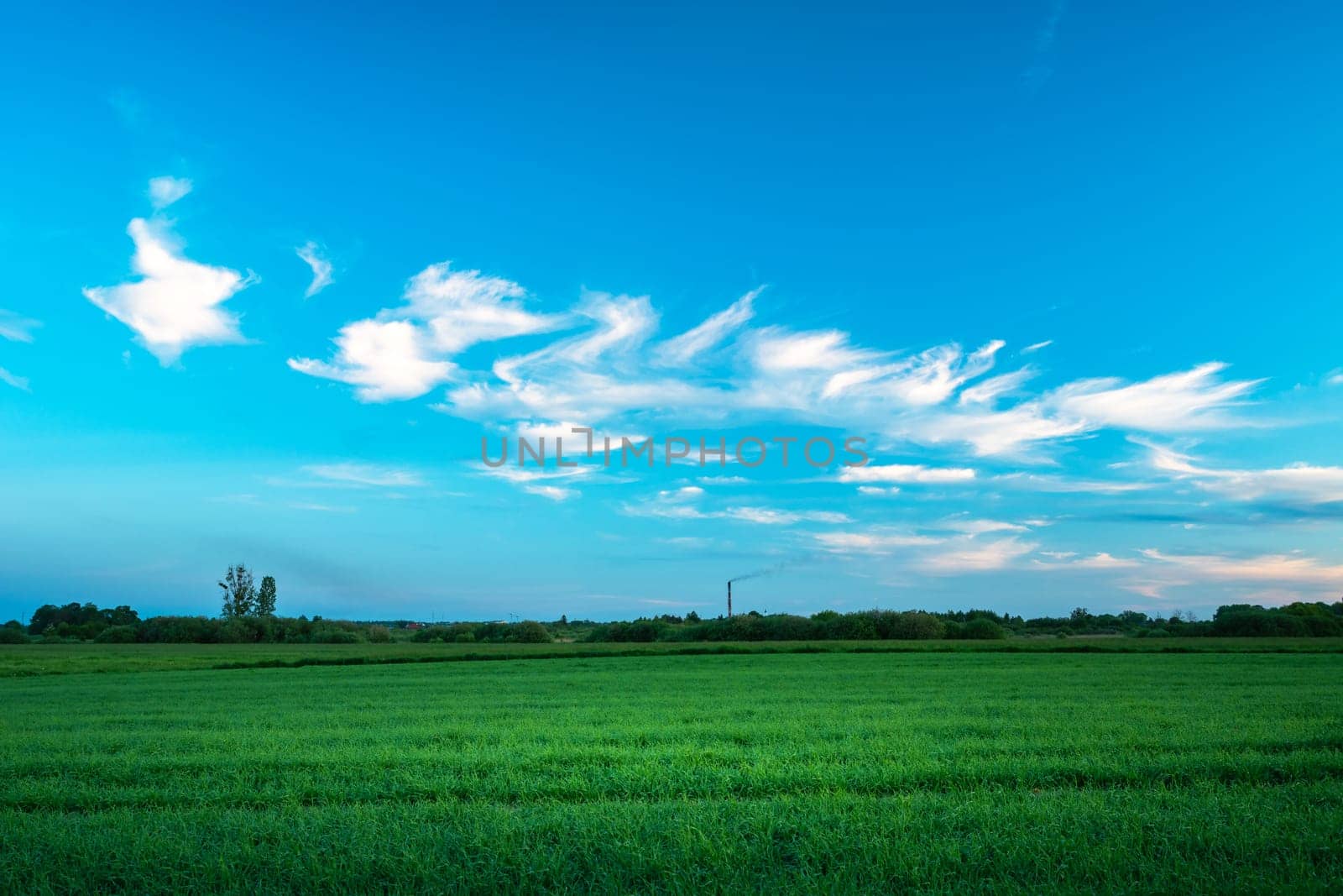 Small ethereal clouds in the blue sky over the green field, May day