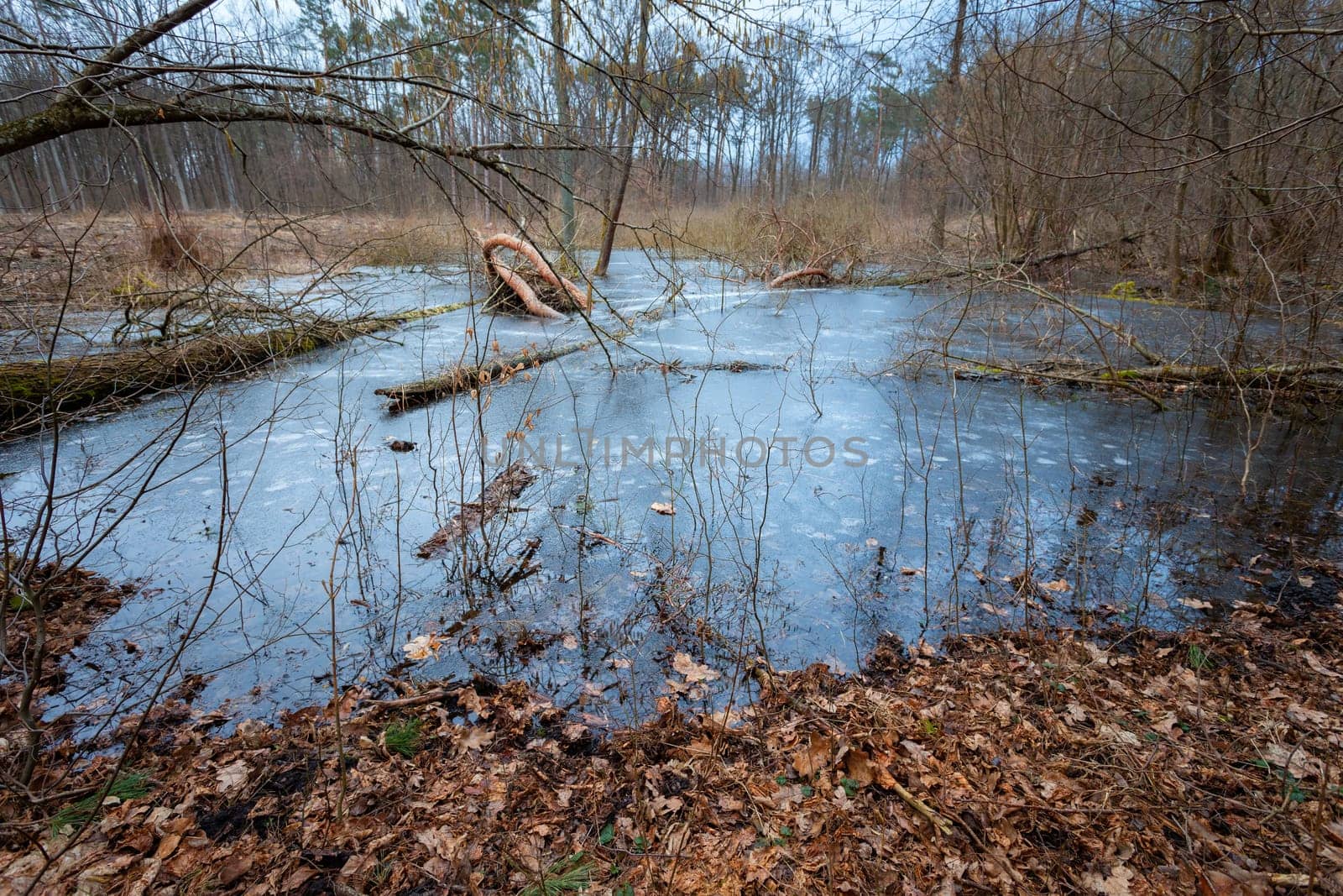 Frozen water in the swamp, March forest, eastern Poland