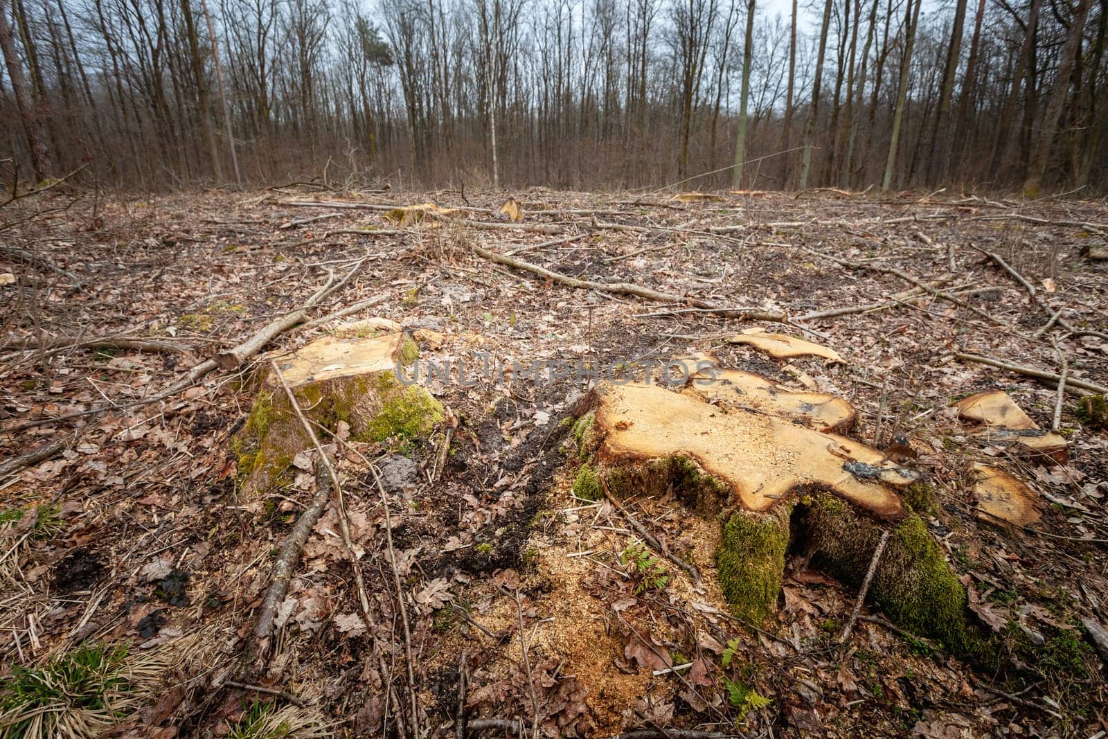 Stumps in the ground of felled trees in the forest by darekb22