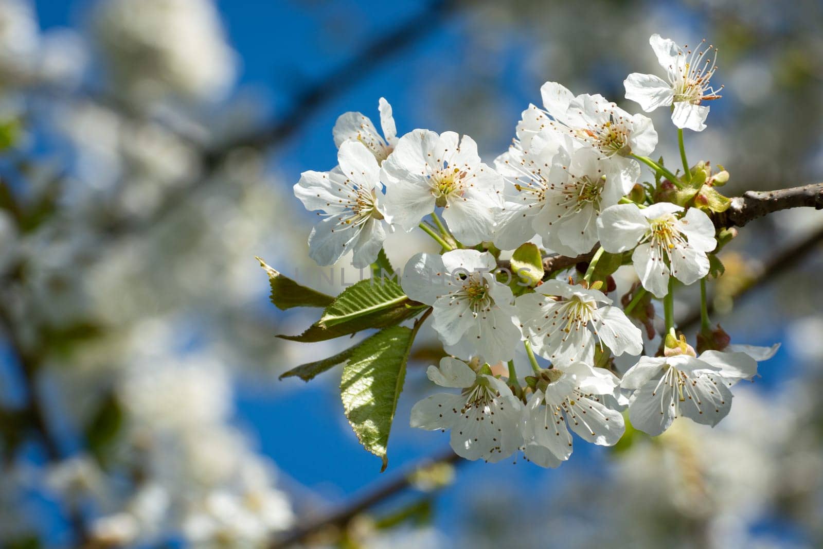 A group of white cherry blossoms on a branch, May view