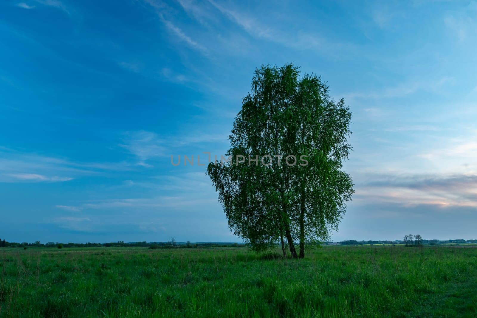 Tall tree in the meadow and the evening sky, eastern Poland