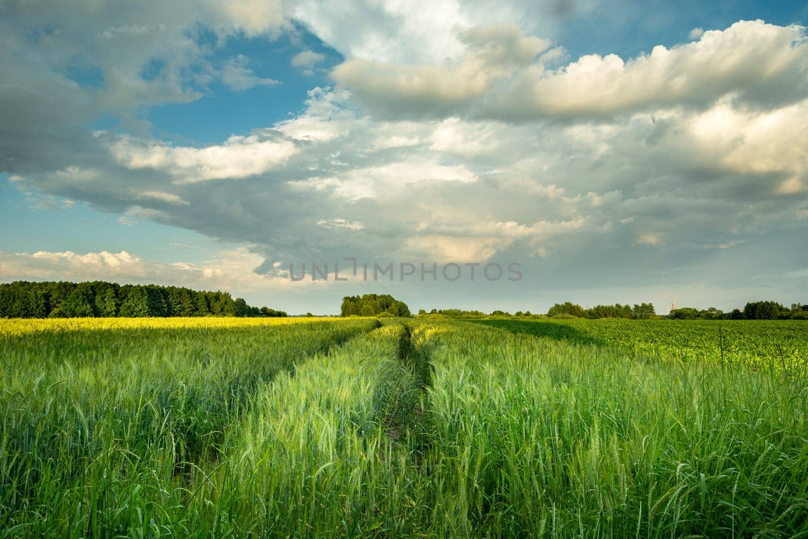 Clouds over a field with green grain, June rural view