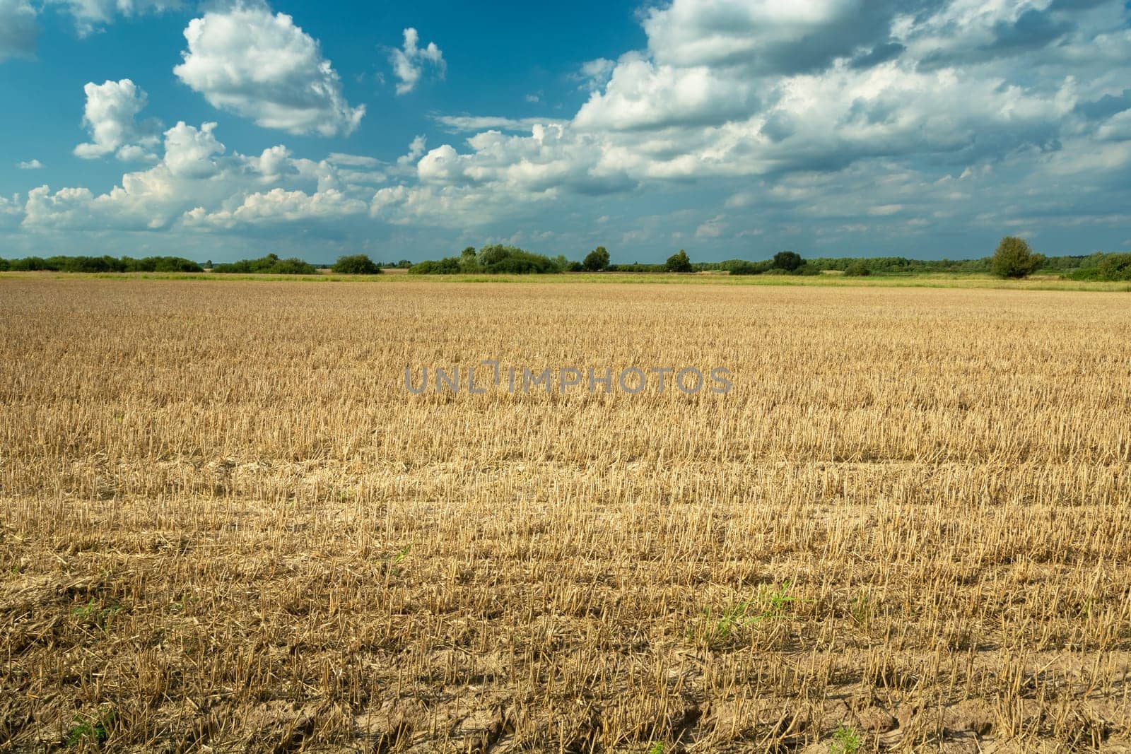 Large stubble field and white clouds on blue sky, Nowiny, Poland