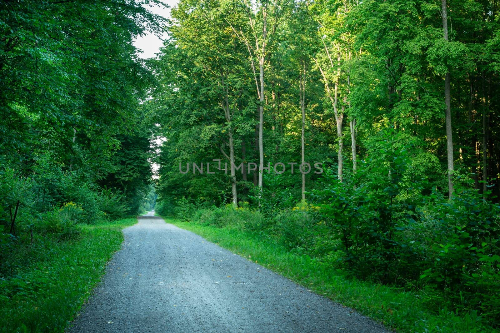 A gravel road through a dense green forest by darekb22