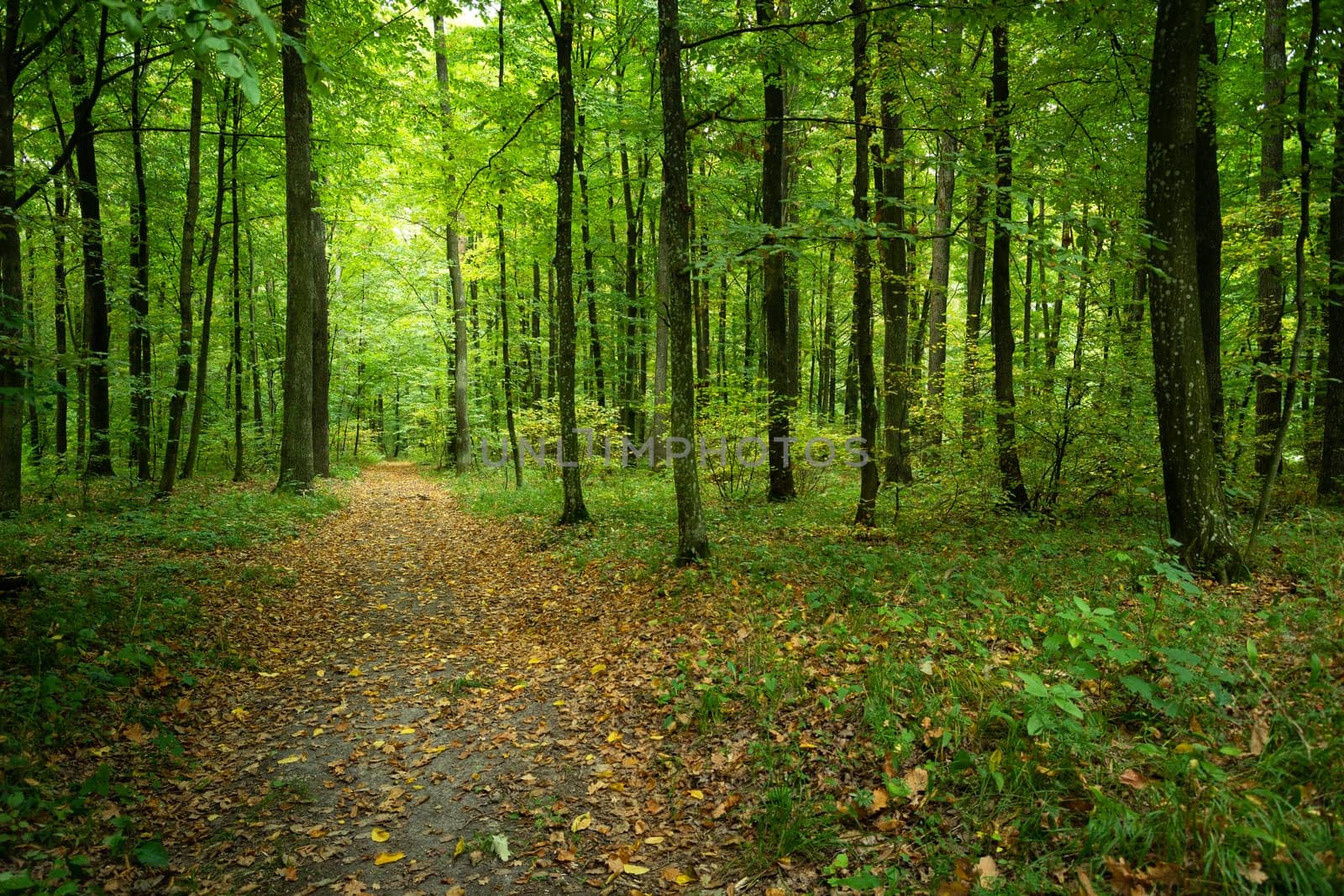 Path in a green deciduous forest, summer view by darekb22